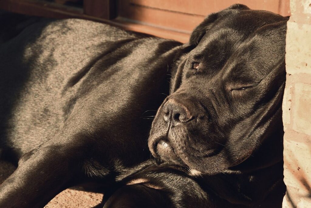 Onde Comprar um Cane Corso de Qualidade
