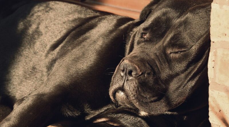 Onde Comprar um Cane Corso de Qualidade