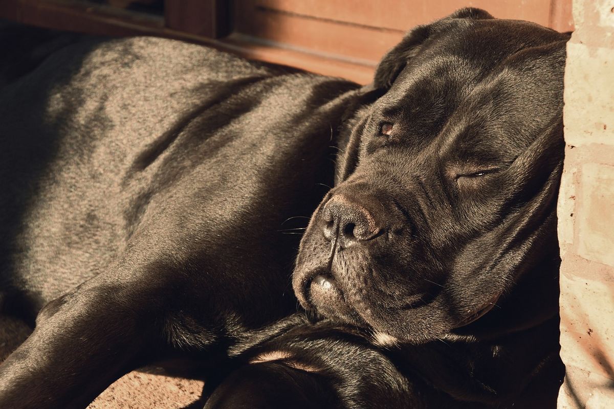 O Guia Definitivo: Onde Comprar um Cane Corso de Qualidade