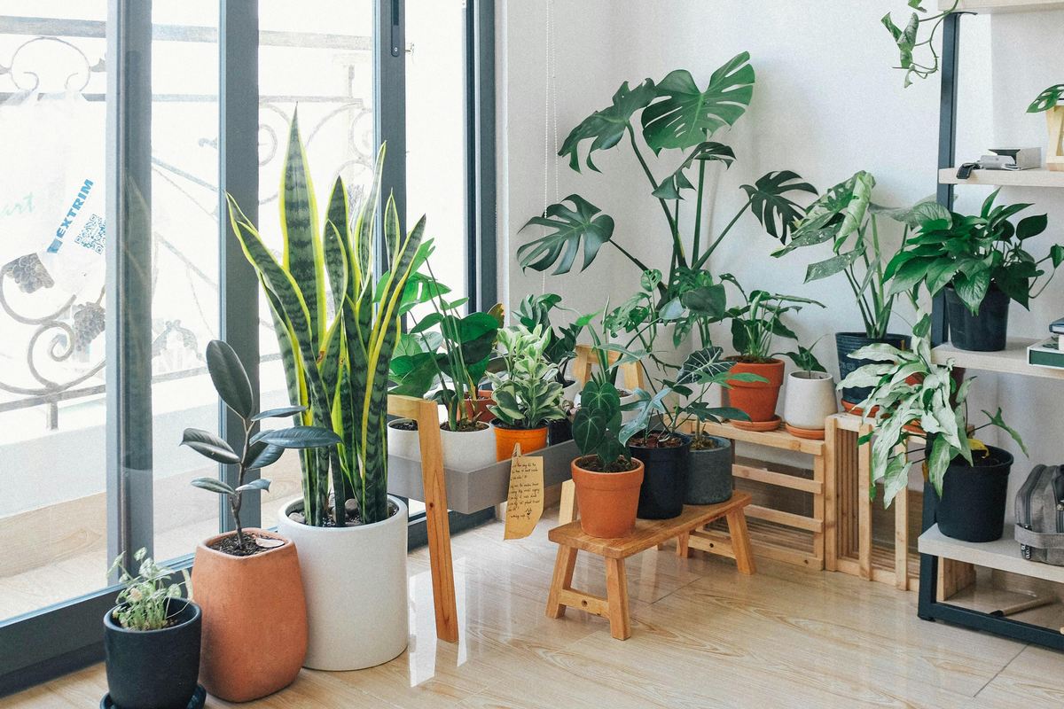 Jardim de inverno na sala: Veja 9 cuidados necessários!