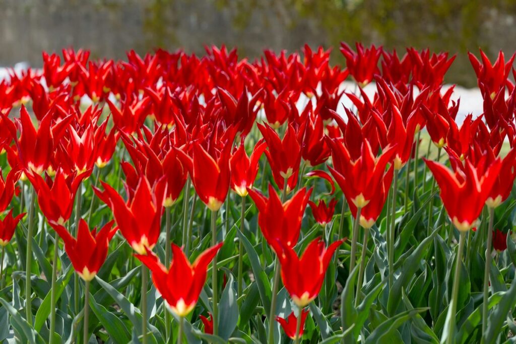 Branding para floriculturas