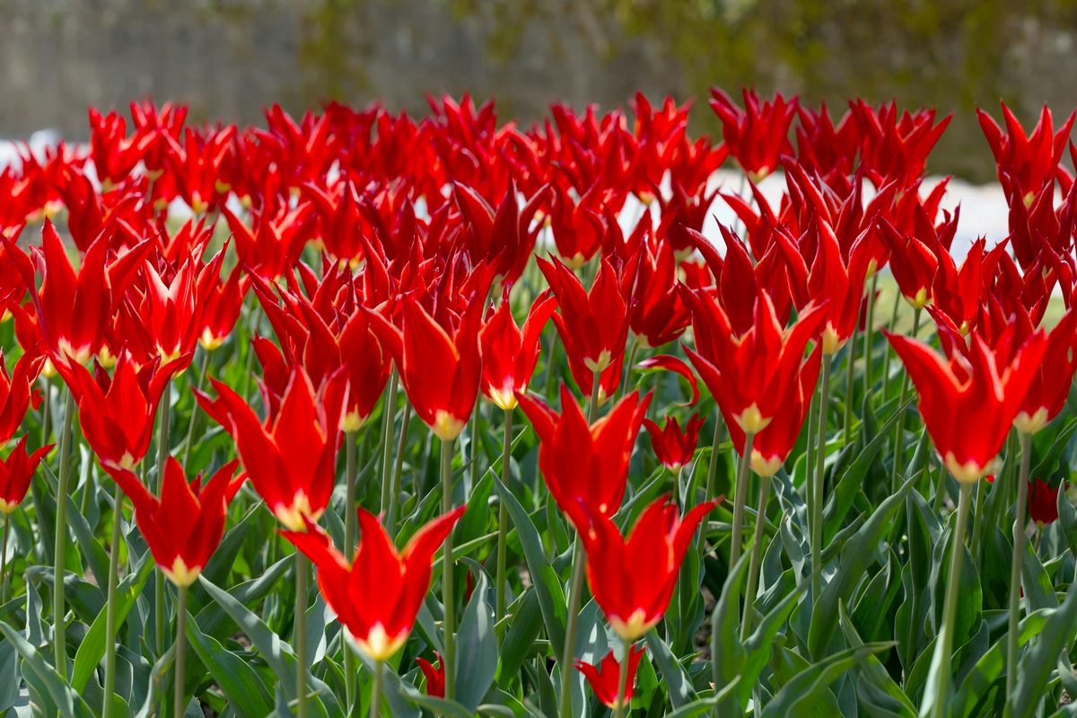 Branding para floriculturas: 8 estratégias eficientes!