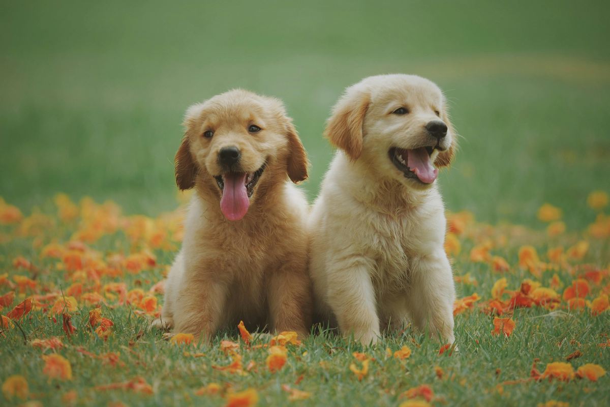Como integrar seu cão ao ambiente da casa e jardim com saúde e segurança?