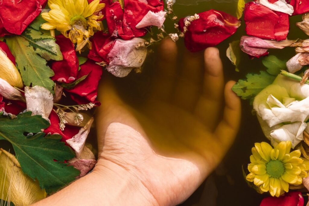Flores de dezembro