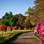 Tipos de plantas para jardim: 7 mais usadas no paisagismo!