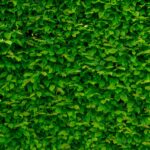 9 tipos de arbustos para usar no seu jardim!