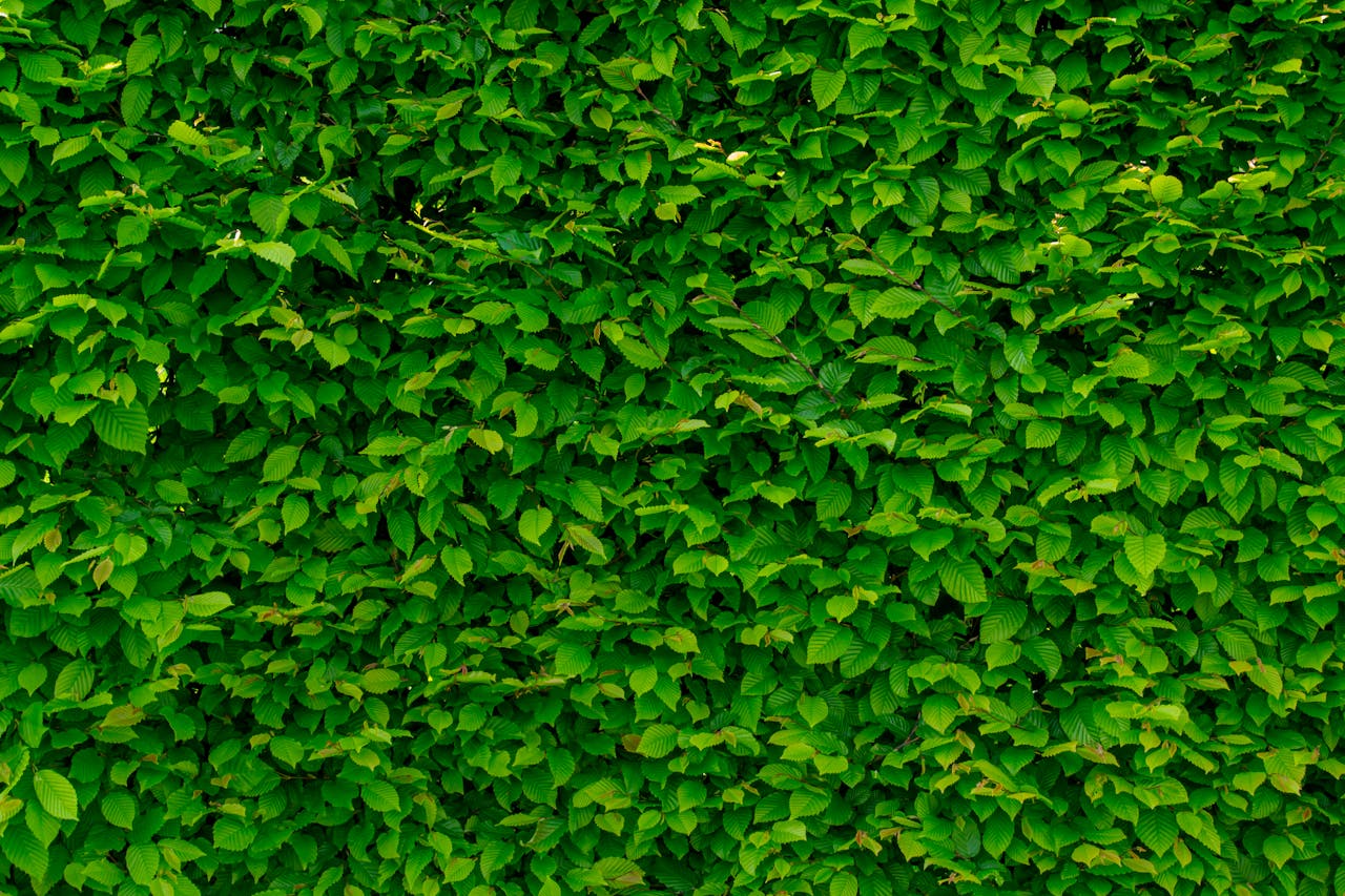 9 tipos de arbustos para usar no seu jardim!