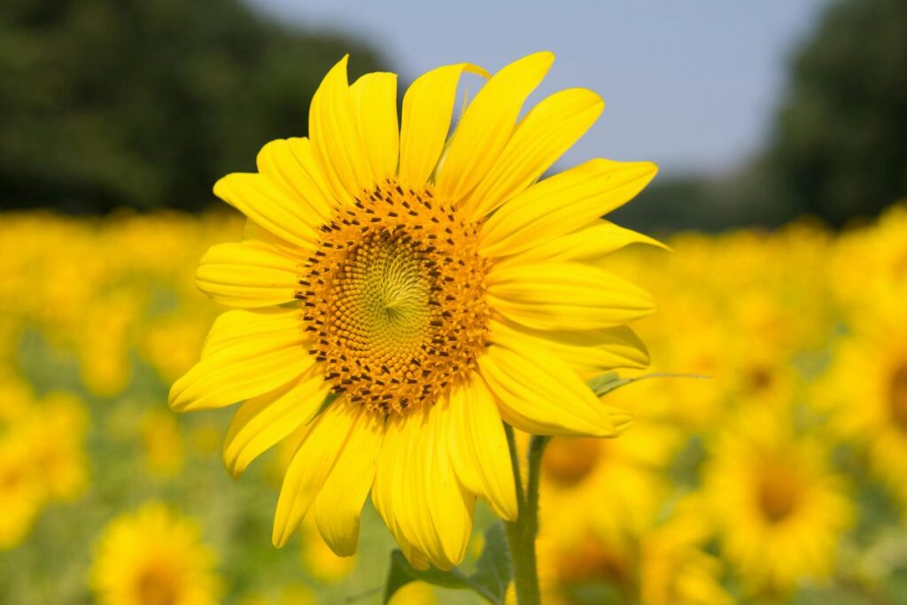 plantas que gostam do sol