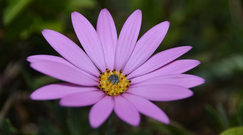 Como vender flores na internet