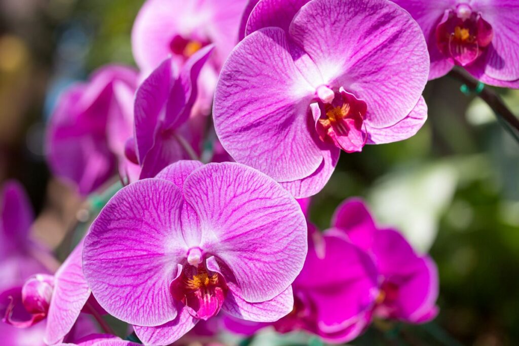 Orquídeas