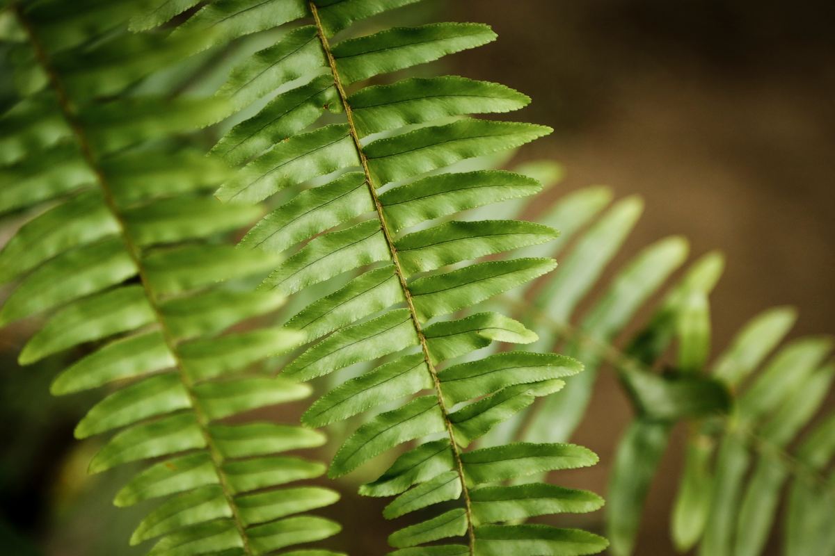 O Guia Definitivo da Samambaia: Cuidados Essenciais, Tipos e Segredos para Ter Plantas Vibrantes