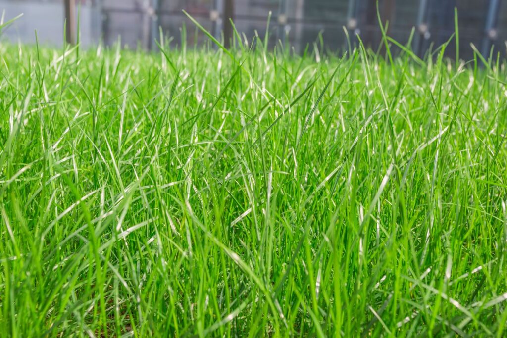 Tipos de Grama para Jardim