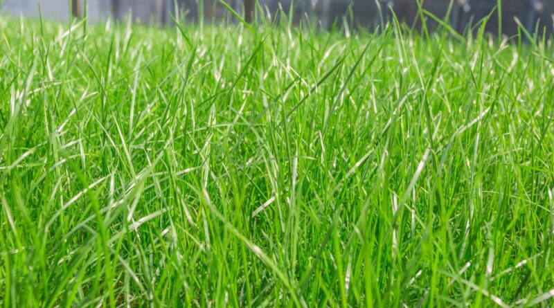 Tipos de Grama para Jardim