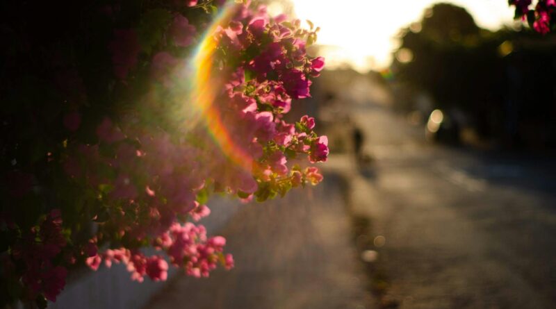 Para acessórios para jardim, é fundamental considerar ferramentas de poda, sistemas de irrigação eficientes, itens de decoraç