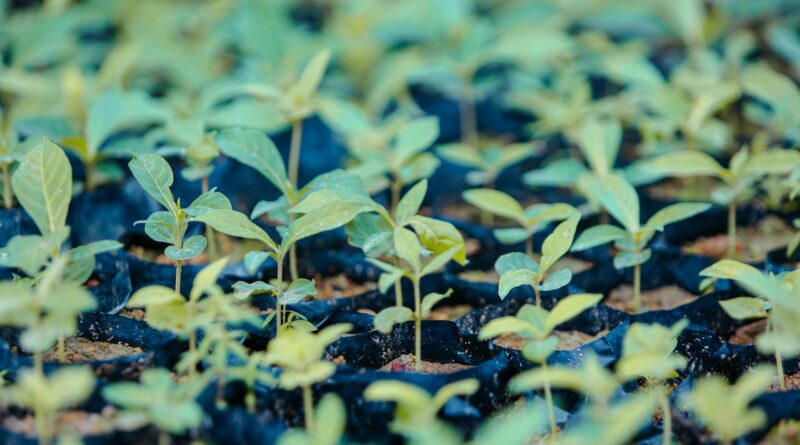 Para adubo orgânico líquido, trata-se de um fertilizante natural, rico em nutrientes essenciais, obtido da decomposição de ma