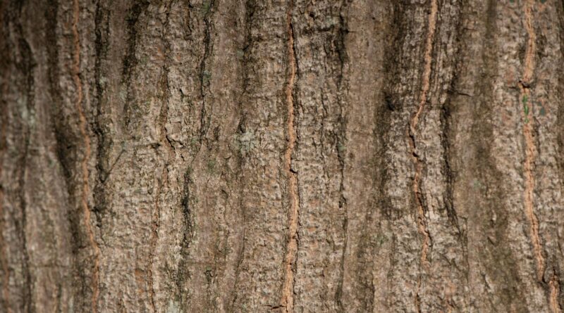 Para árvores ornamentais, estas são espécies vegetais cultivadas primariamente por sua beleza estética, seja pela forma, folh