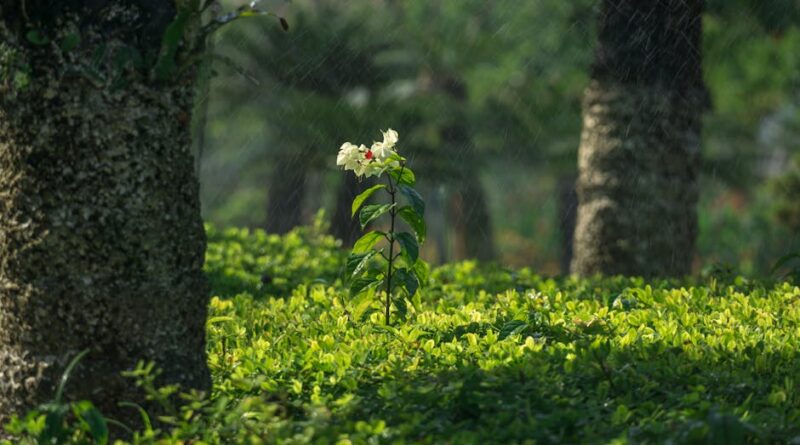 Arvores para apartamento
