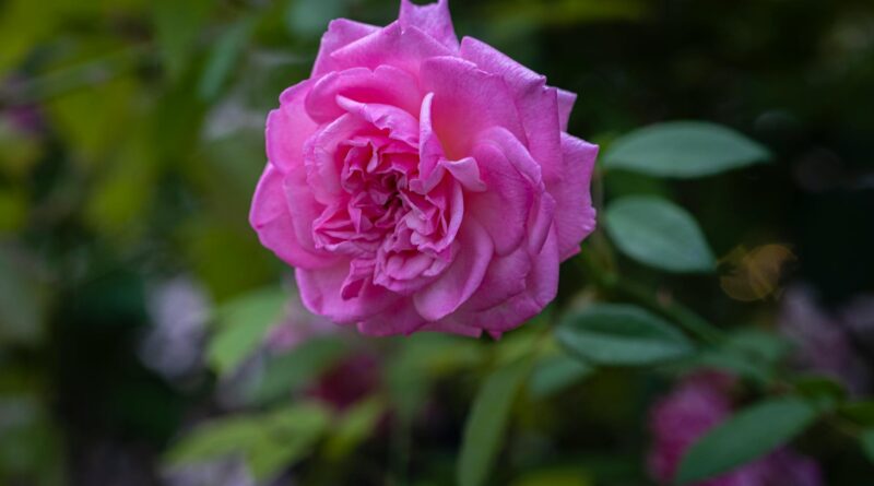 Para podar as roseiras, utilize tesouras afiadas e esterilizadas para remover galhos secos, doentes ou que crescem para dentr