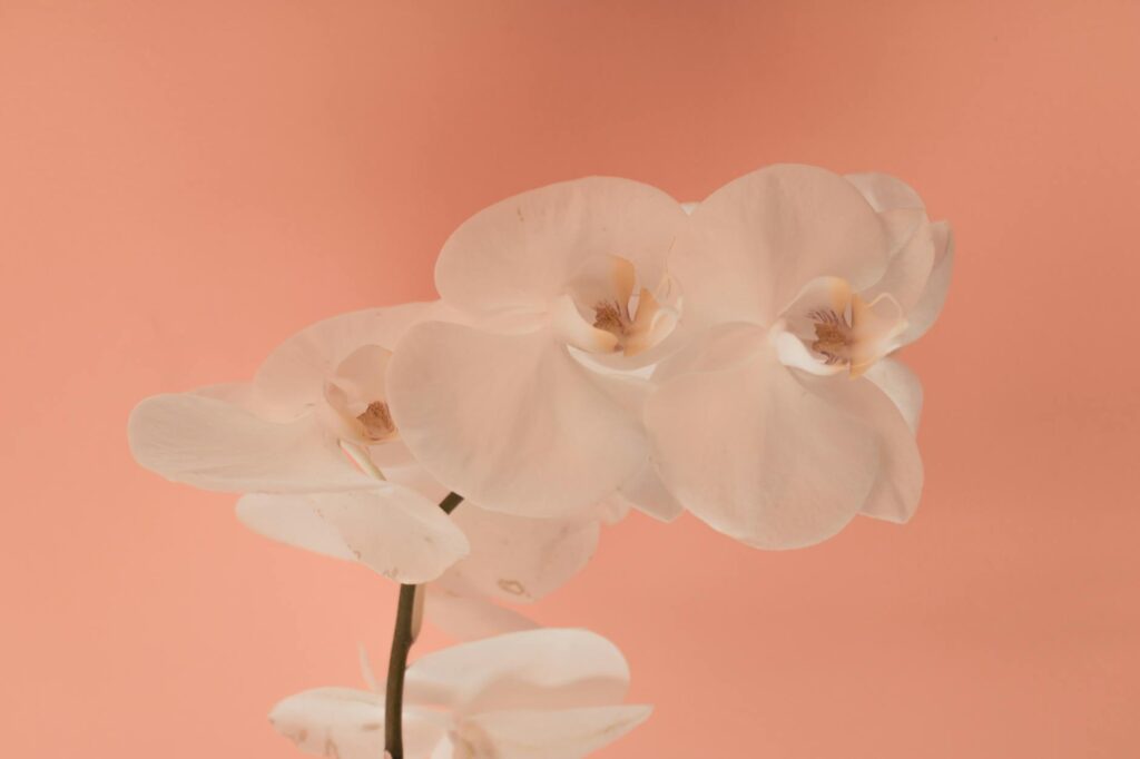 Para transplantar orquídeas, escolha o momento ideal, como após a floração. Prepare um vaso com drenagem e substrato específi