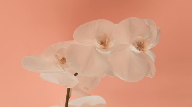 Para transplantar orquídeas, escolha o momento ideal, como após a floração. Prepare um vaso com drenagem e substrato específi