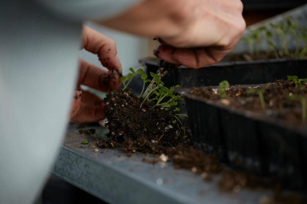 Para cultivar um jardim de ervas em casa com sucesso, escolha um local com boa iluminação solar (pelo menos 4-6 horas diárias