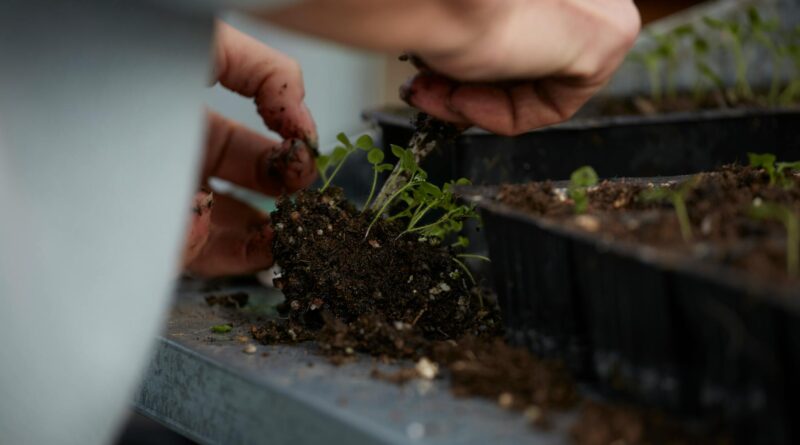 Para cultivar um jardim de ervas em casa com sucesso, escolha um local com boa iluminação solar (pelo menos 4-6 horas diárias