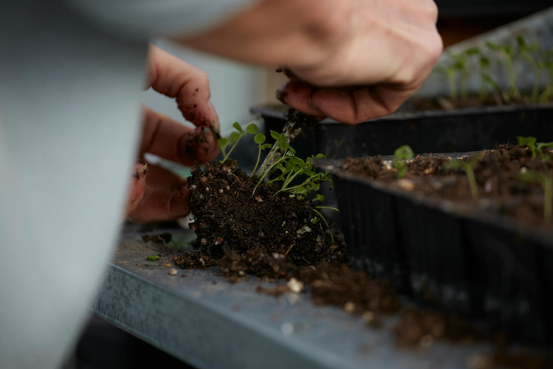 Jardim de Ervas em Casa: O Guia Essencial para Cultivar com Sucesso e Frescor