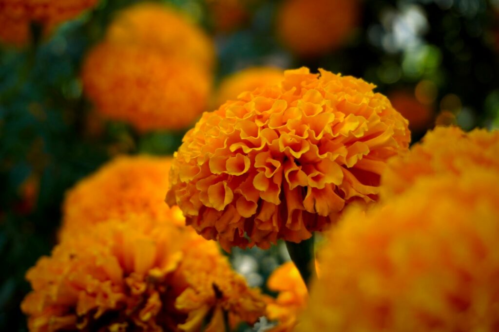 Para flor de verão para jardim, as melhores escolhas são espécies que prosperam sob o sol intenso e altas temperaturas, ofere