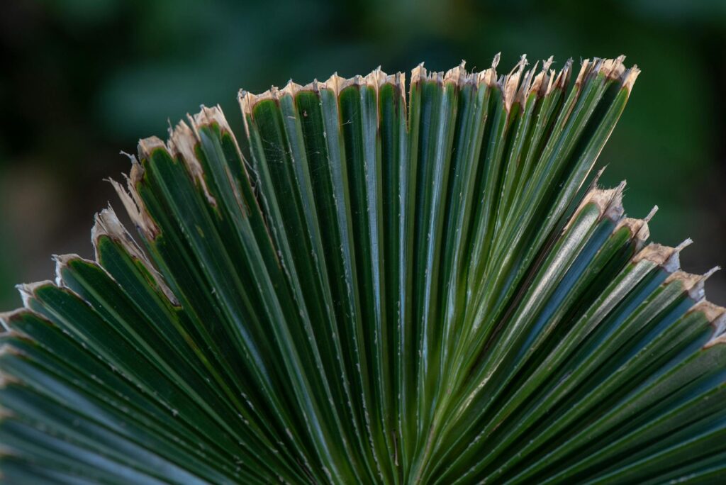 Para folhagem colorida para sol, algumas das espécies mais recomendadas incluem Coleus, Cróton, Iresine, Barba-de-serpente e