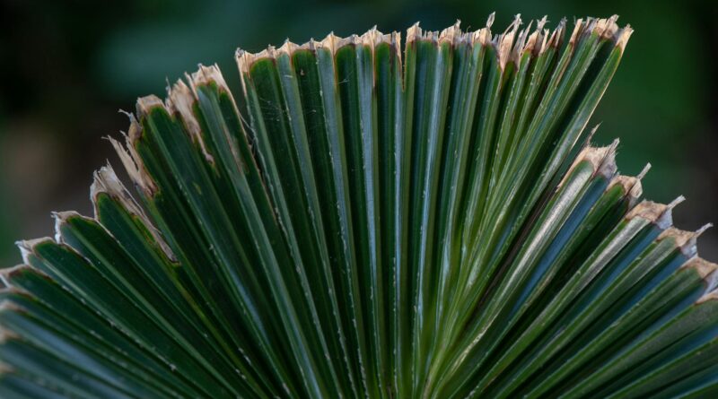 Para folhagem colorida para sol, algumas das espécies mais recomendadas incluem Coleus, Cróton, Iresine, Barba-de-serpente e