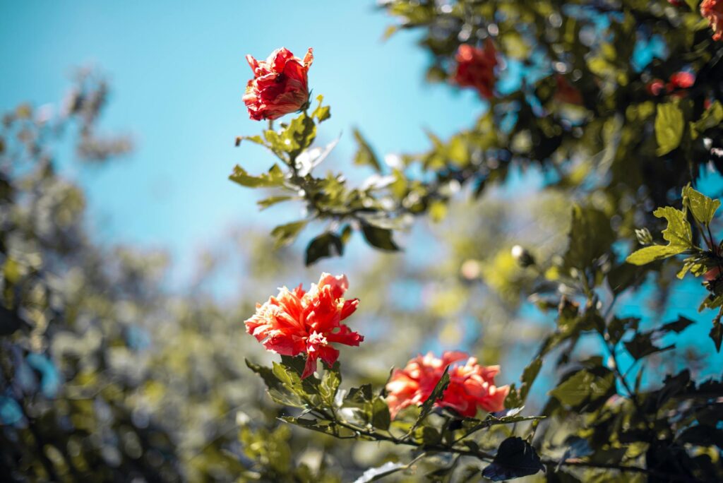 Para fotos de flores que gostam de sombra, algumas das espécies mais deslumbrantes incluem a Azaleia, Hortênsia, Begônia, Imp