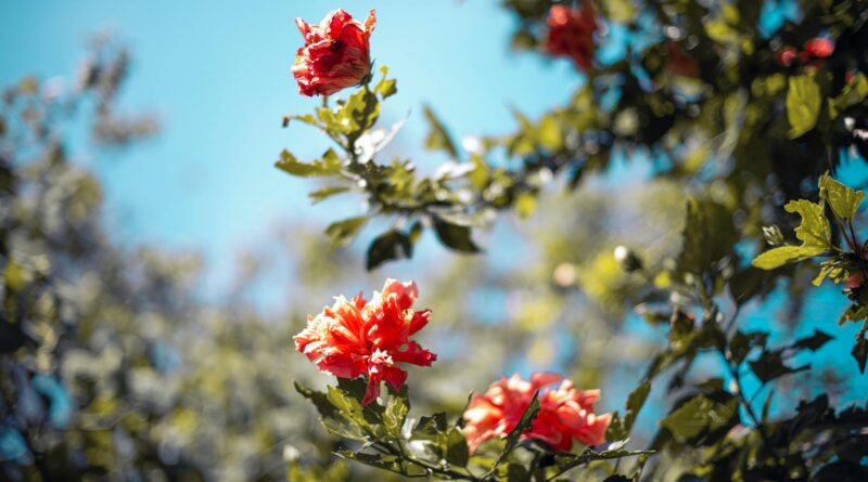 Para fotos de flores que gostam de sombra, algumas das espécies mais deslumbrantes incluem a Azaleia, Hortênsia, Begônia, Imp