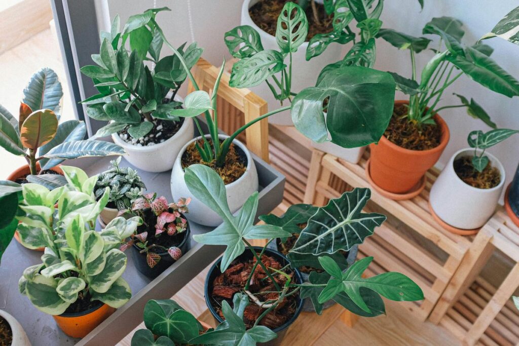 ideias de jardim em casa