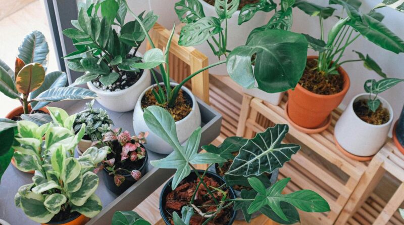 ideias de jardim em casa