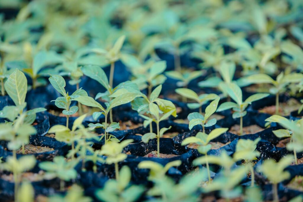 Para entender o que é substrato para plantas, é fundamental saber que ele é o meio físico onde as raízes se desenvolvem, forn