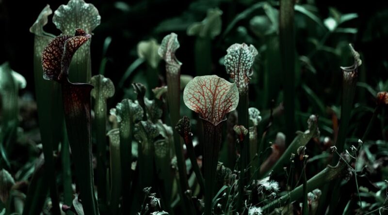 Plantas carnivoras