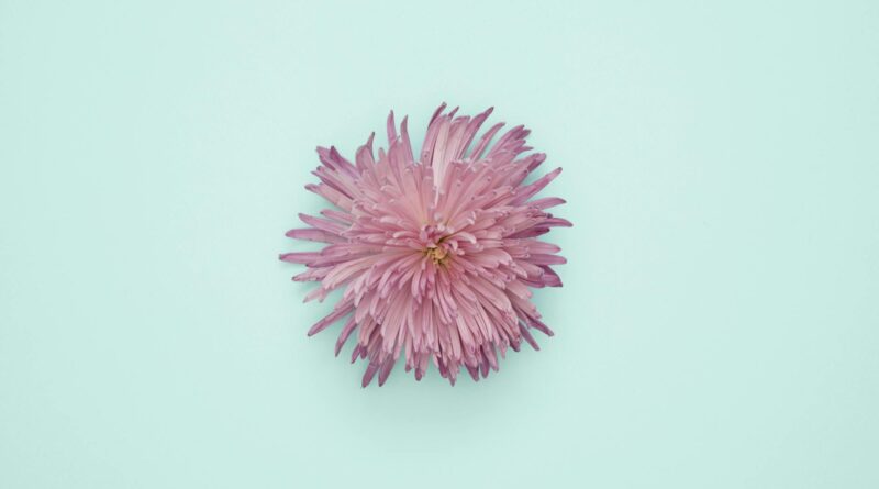 Para plantas ornamentais, são espécies cultivadas por sua beleza estética, seja pelas flores, folhagens, formas ou aromas, co