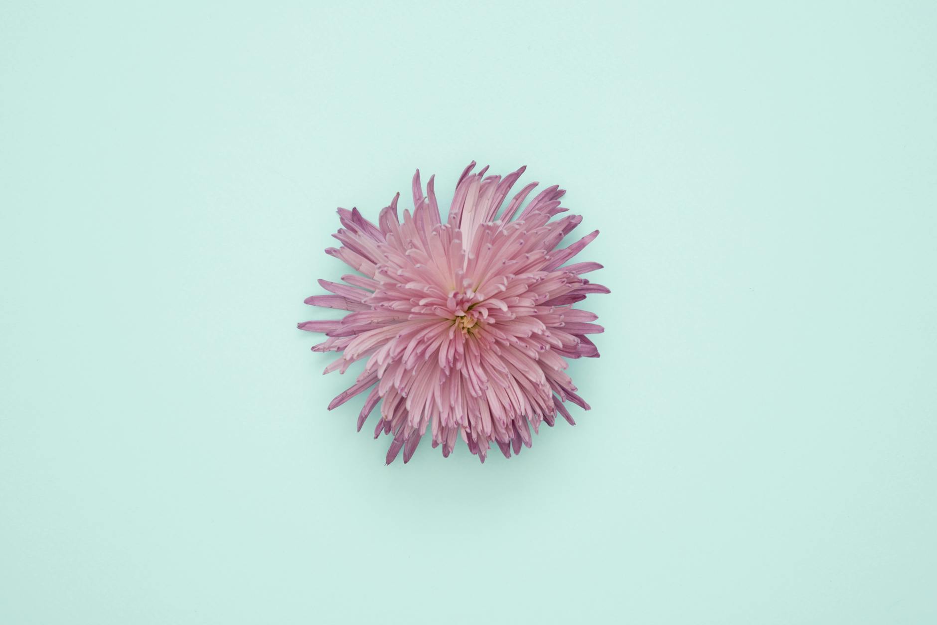 O Guia Definitivo das Plantas Ornamentais: Beleza, Cuidado e Inspiração para Seu Espaço