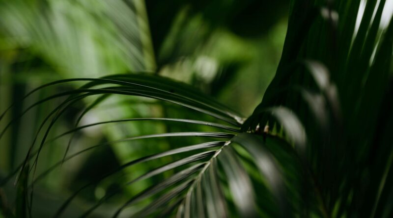 Para plantas que gostam de sol para pendurar, espécies como a Onze Horas, Brinco-de-Princesa, Petúnia, Lambari Roxo e o Colar
