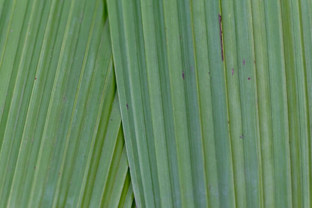 Para plantas que limpam o ambiente, espécies como Lírio da Paz, Espada de São Jorge, Jiboia, Clorofito e Samambaia são altame