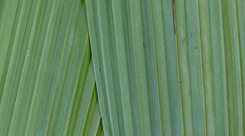 Para plantas que limpam o ambiente, espécies como Lírio da Paz, Espada de São Jorge, Jiboia, Clorofito e Samambaia são altame