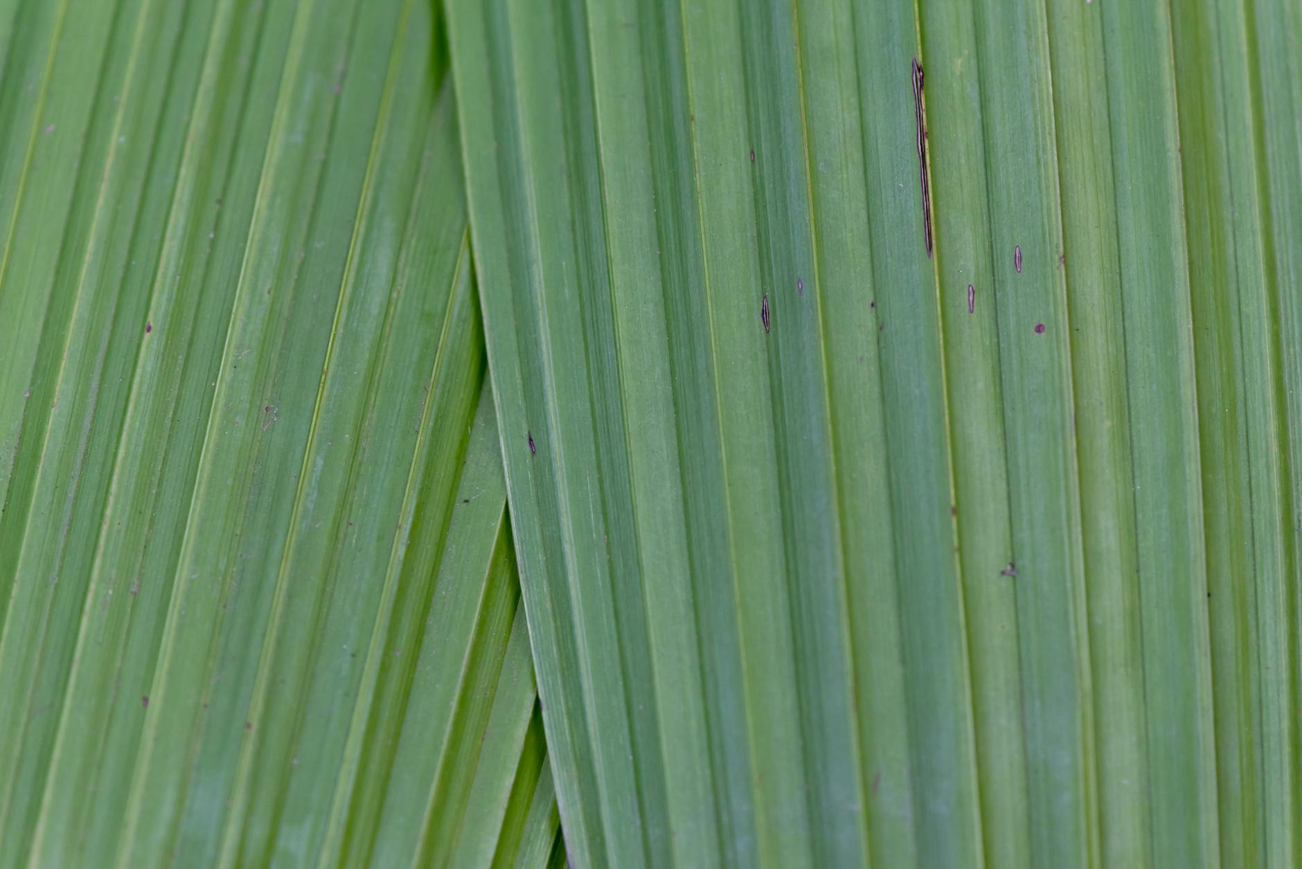 Plantas que Limpam o Ar: Guia Definitivo para um Ambiente Mais Saudável e Puro
