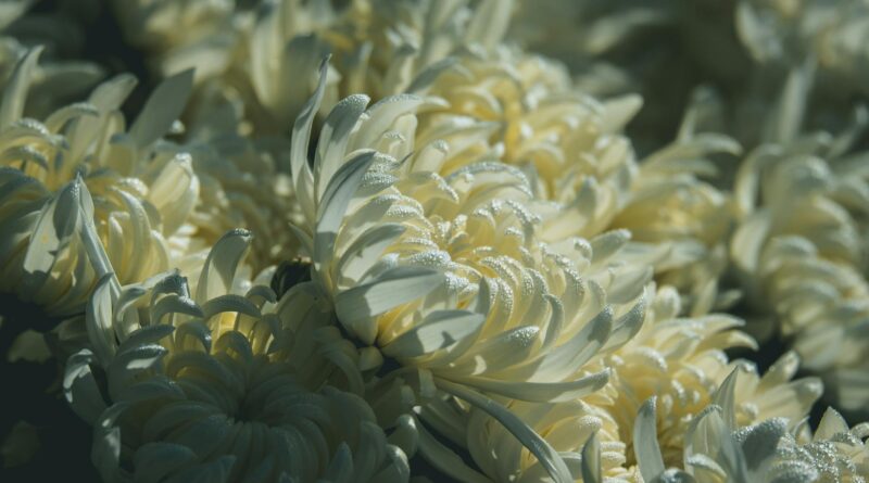 cor papel picado coral