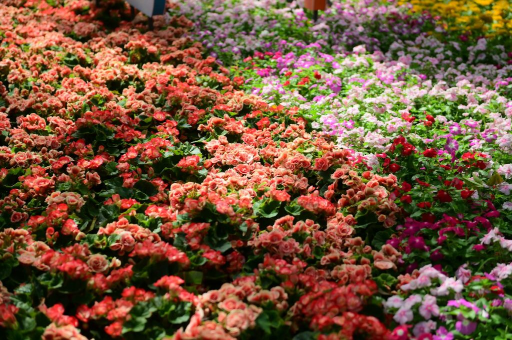 Para flores coloridas para jardim, você pode escolher entre uma vasta gama de espécies como Petúnias, Gérberas, Rosas, Lírios
