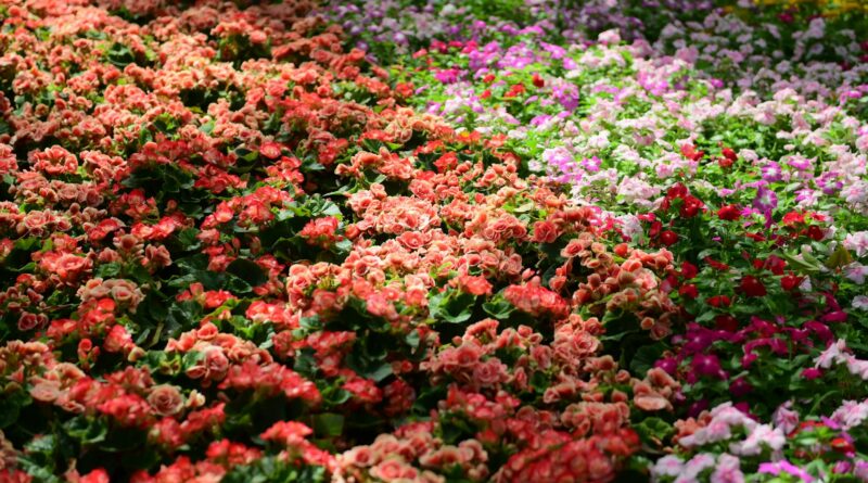 Para flores coloridas para jardim, você pode escolher entre uma vasta gama de espécies como Petúnias, Gérberas, Rosas, Lírios