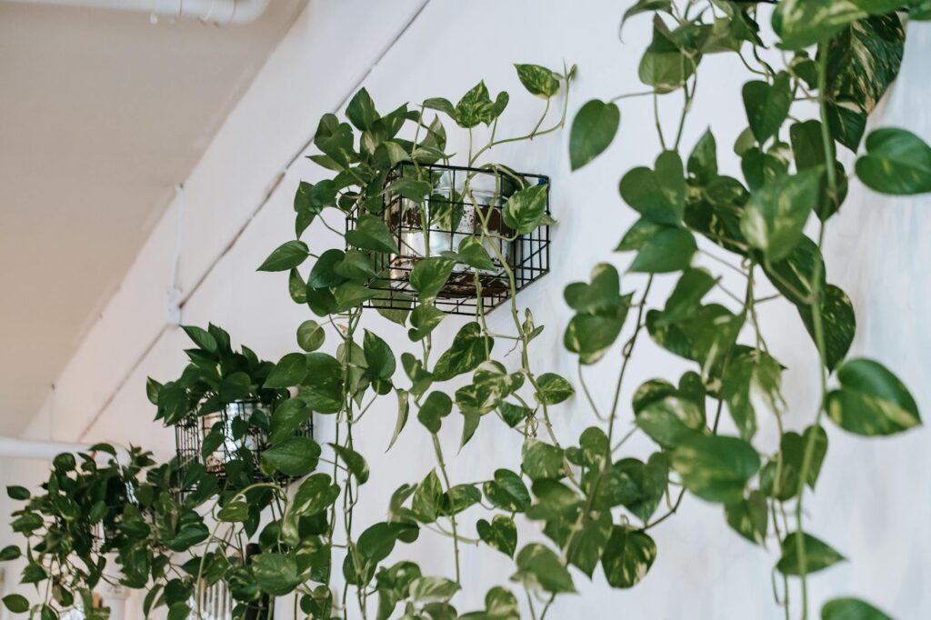 Para ter um jardim para apartamento, escolha plantas que se adaptem a ambientes internos e com pouca luz, como samambaias, su