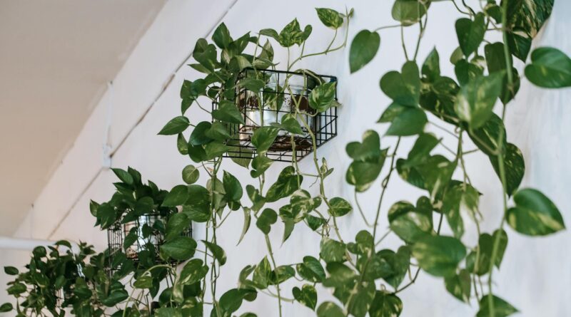 Para ter um jardim para apartamento, escolha plantas que se adaptem a ambientes internos e com pouca luz, como samambaias, su