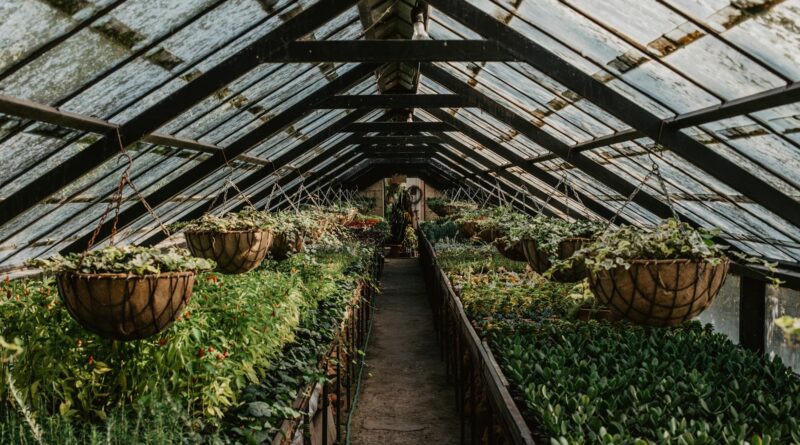 Para melhores plantas para paisagismo de baixo custo, considere espécies como Espada-de-São-Jorge, Clorofito, Trapoeraba-roxa