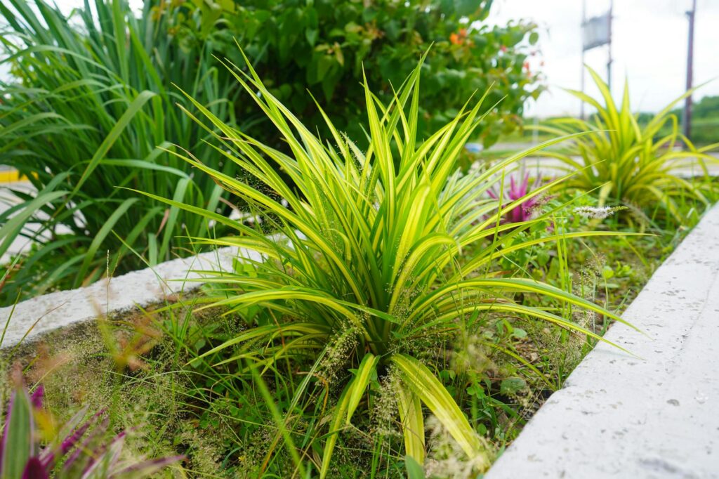 Para paisagismo para jardim, é essencial planejar o layout, escolher plantas adequadas ao clima e solo, considerar elementos
