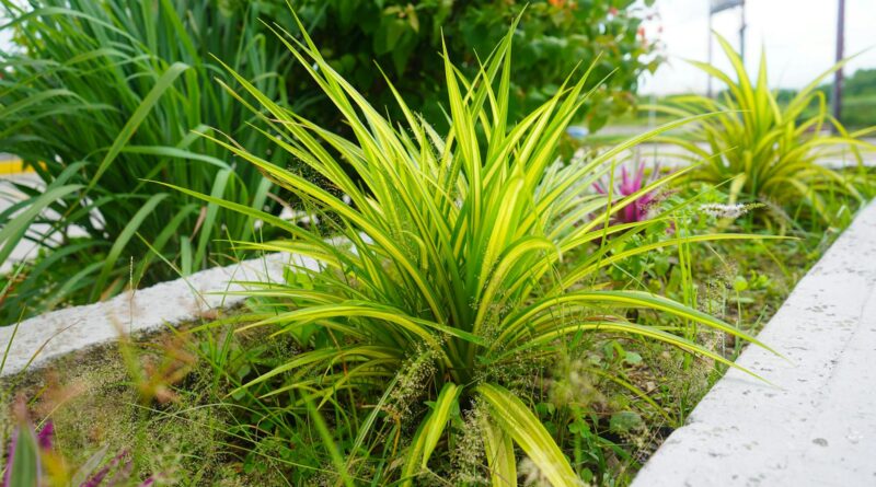 Para paisagismo para jardim, é essencial planejar o layout, escolher plantas adequadas ao clima e solo, considerar elementos